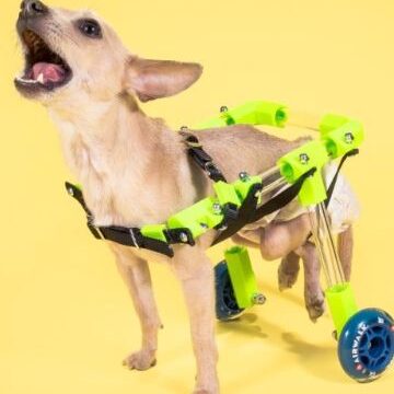 DIY Dog Wheelchair Plans