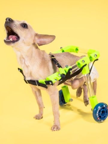 DIY Dog Wheelchair Plans