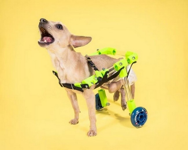 3D-Printed Canine Wheelchair