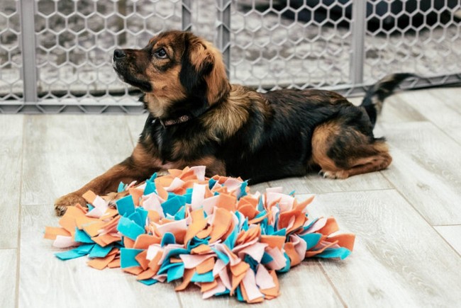 DIY Dog Snuffle Mat By Carlsonpet products