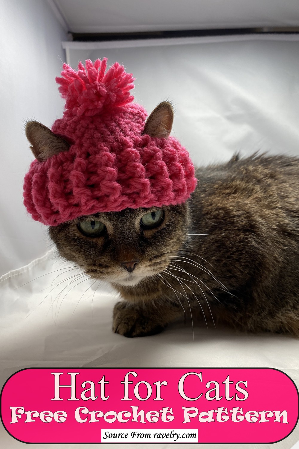 Hat for Cats