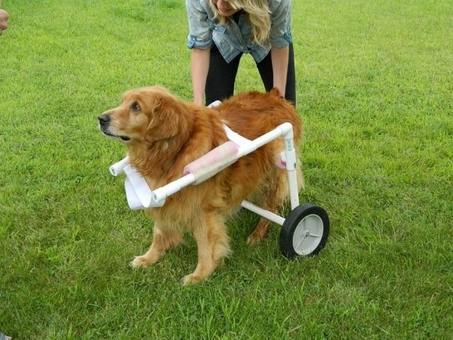 PVC DIY Dog Wheelchair