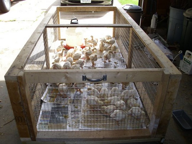Building A Brooder Box