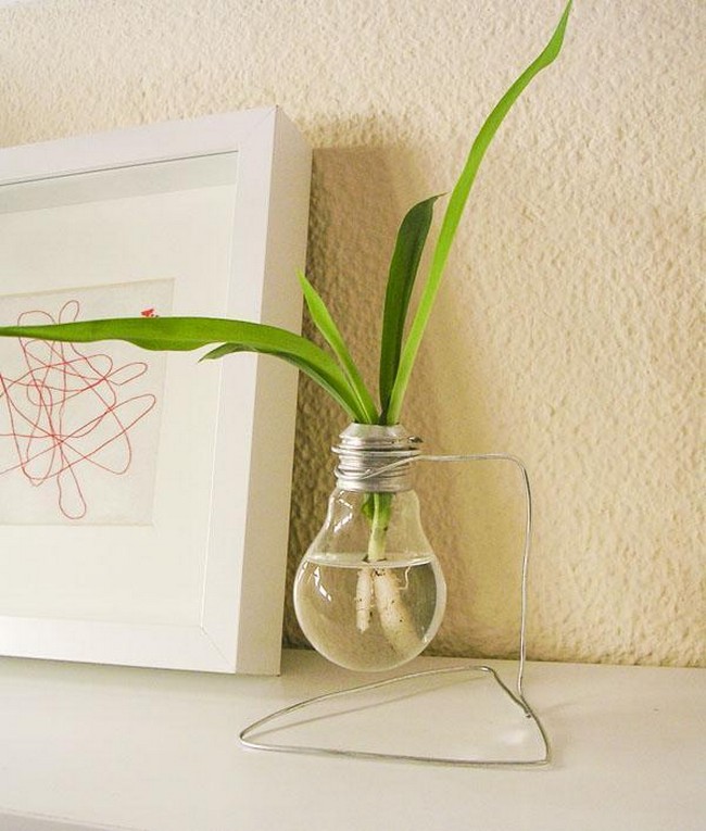 Bulbs As A Vase Or Planter