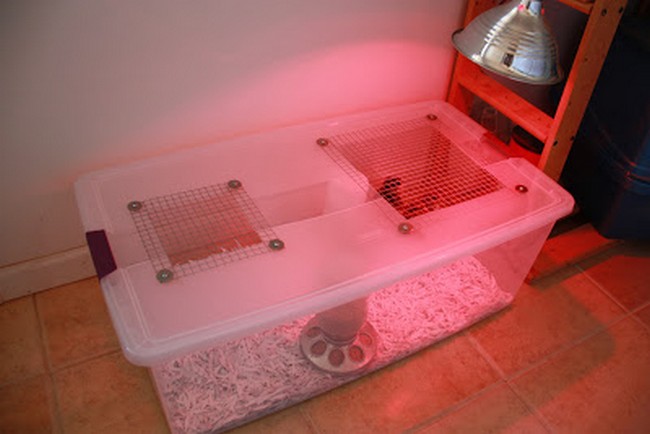 DIY Brooder for Your Baby Chicks