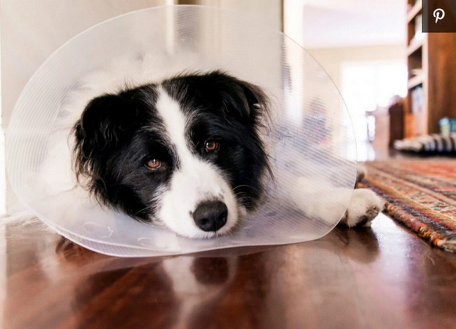 How Long Dogs Should Wear The Cone