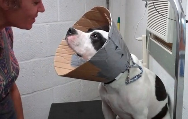 How To Make A Dog Cone Out Of Poster Board