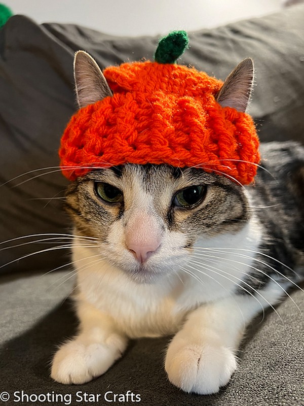 Pumpkin Hat for Cats