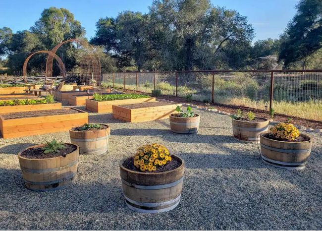 Barrel Pots Vegetable Garden