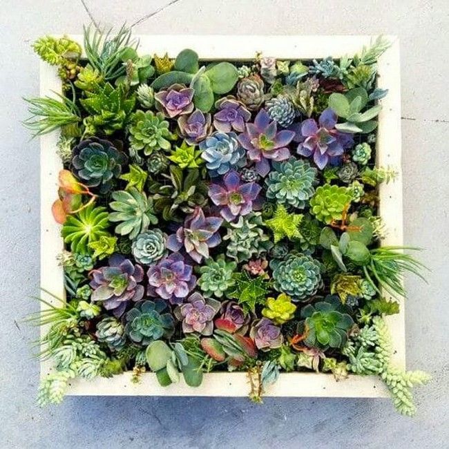 Mini Garden Inside The House or Succulent Wall Planter