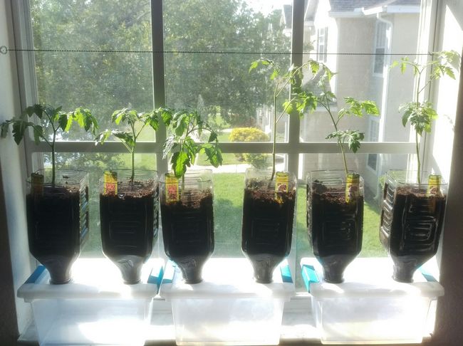 DIY Tomato Garden for Kitchen Windows