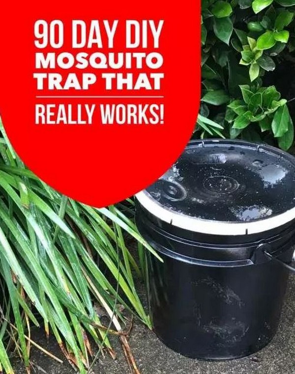 Bucket Mosquito Trap