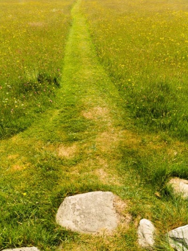 Grass Walkway Path