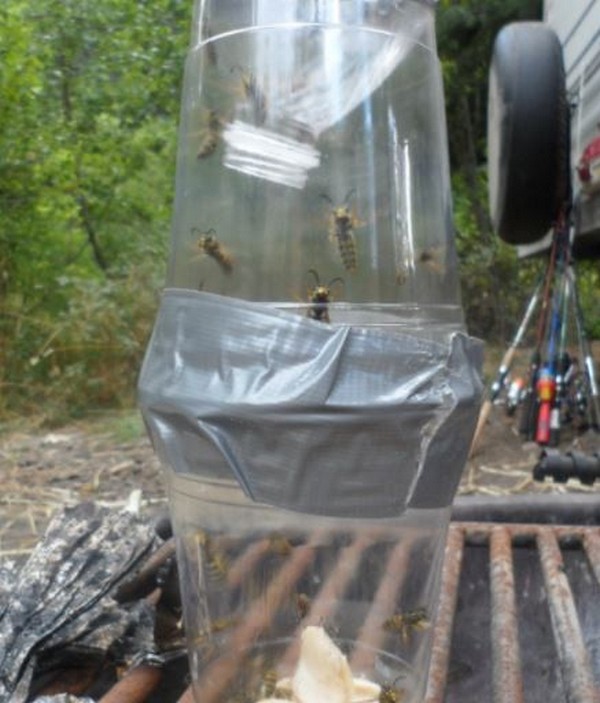 Plastic Cups Homemade Wasp Trap
