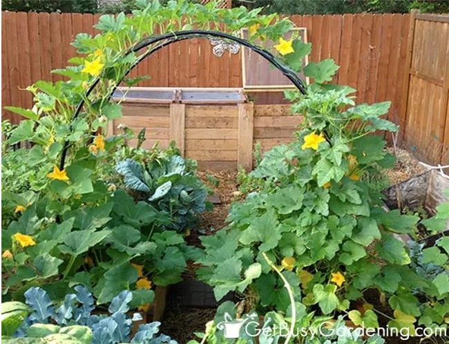 Squash DIY Garden Arch Metal