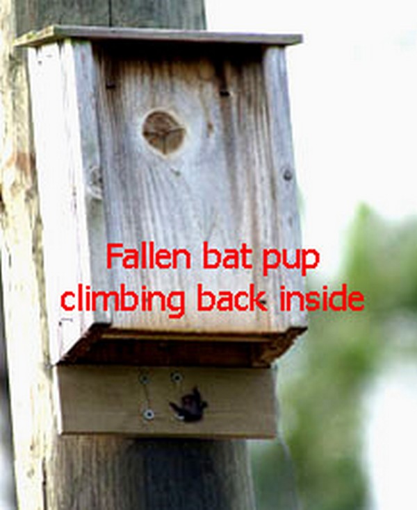 Bat House Pup Catcher Plan