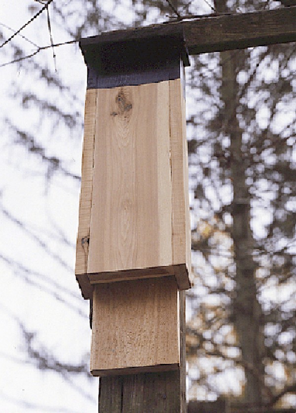 20-diy-bat-house-plans-to-attract-bats-diys