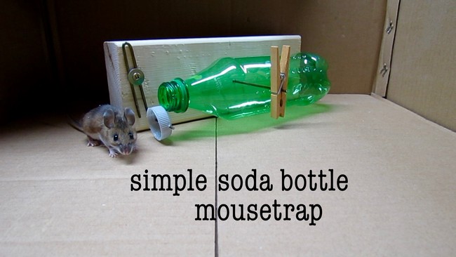 Bottle Mouse Trap