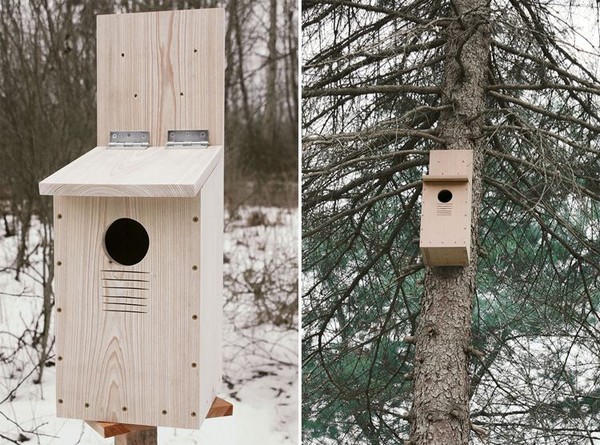 DIY Screech Owl Box Creation