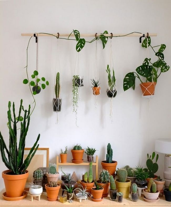 DIY Hanging Plants Wall With Broomstick