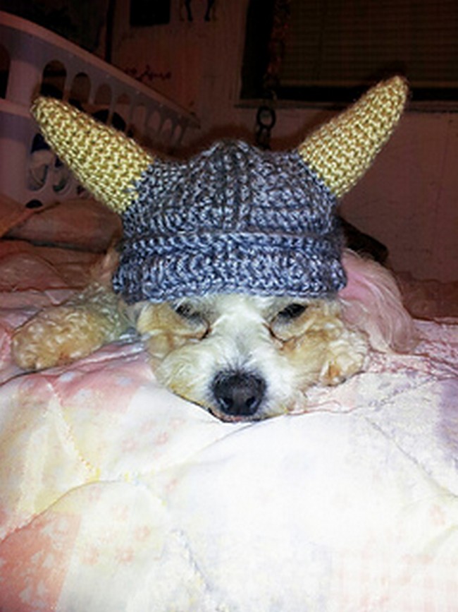 Dog Viking Hat