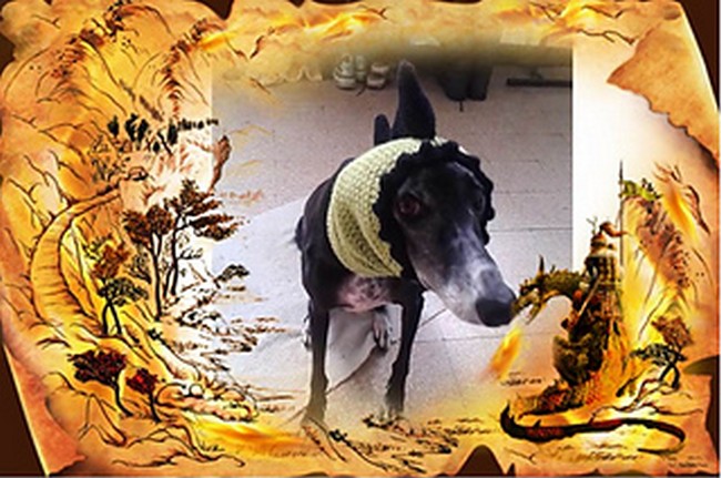 Greyhound Dog Dragon Hat
