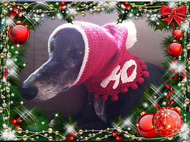 Greyhound Christmas Hat