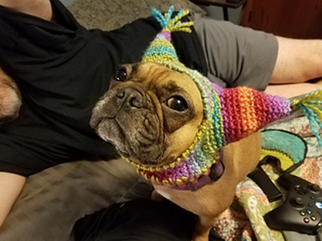 Silly Frenchie Hat