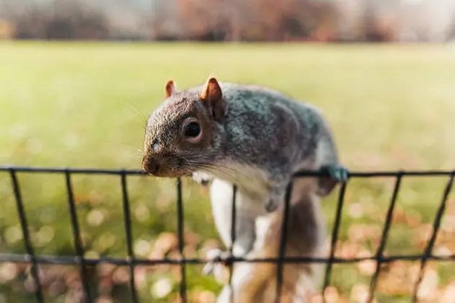 DIY Electric Fence For Squirrels