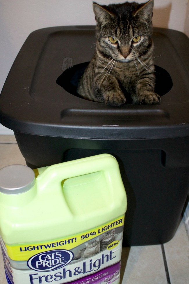 Free DIY Cat Litter Box