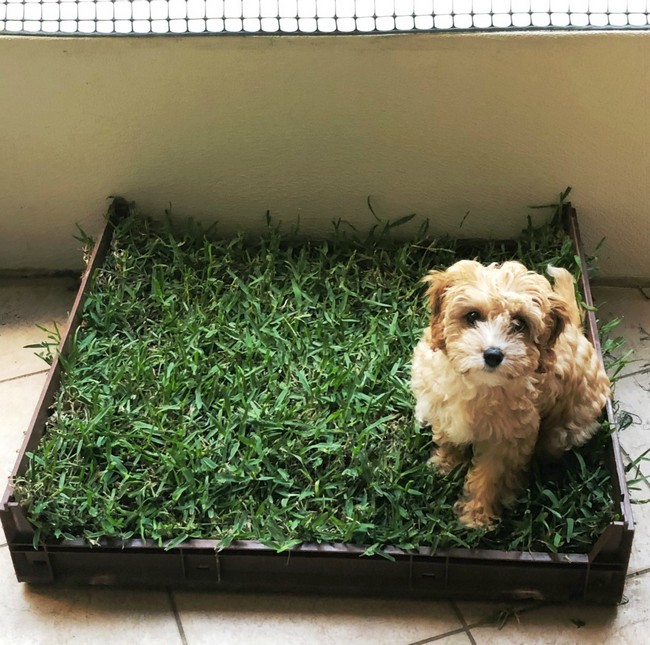 How To Make A Real Grass Dog Toilet On A Budget