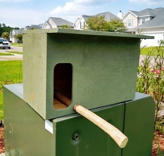 Site And Build A Barn Owl Nest Box