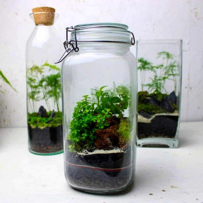 How To Make A Bottle plant