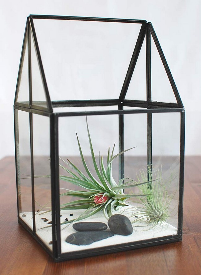 How To Make An Air Plant indoor 